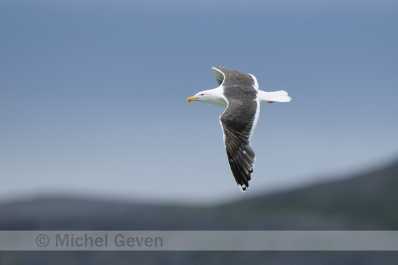 Grote Mantelmeeuw; Great Black-backed Gull; Larus marinus