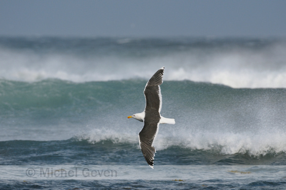 Grote Mantelmeeuw; Great Black-backed Gull; Larus marinus