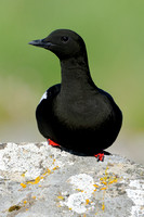 Zwarte Zeekoet; Black Guillemot; Uria grylle