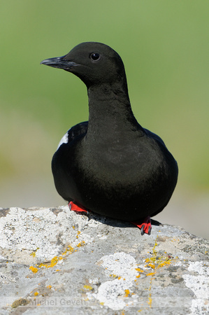 Zwarte Zeekoet; Black Guillemot; Uria grylle