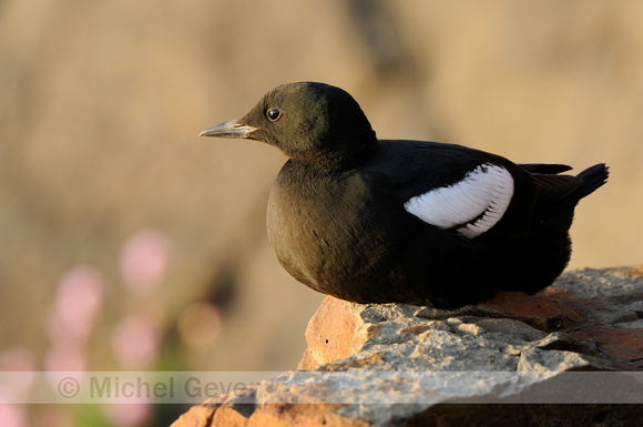 Zwarte Zeekoet; Black Guillemot; Uria grylle