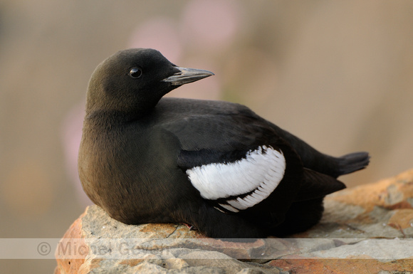 Zwarte Zeekoet; Black Guillemot; Uria grylle