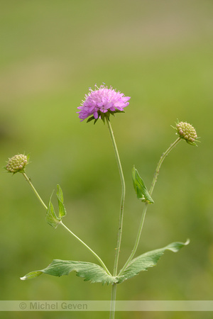 Bergknautia; Wood Scabious; Knautia dipsacifolia;