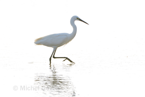 Kleine Zilverreiger; Little Egret; Egretta garzetta