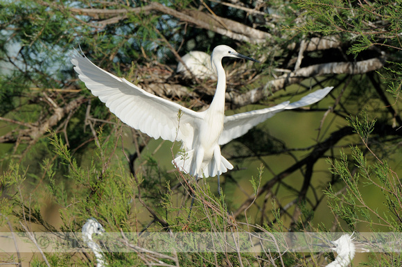 Kleine ZIlverreiger; Egretta garzetta