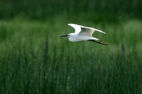 Kleine Zilverreiger - Little Egret - Egretta garzetta