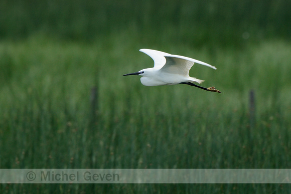 Kleine ZIlverreiger; Egretta garzetta