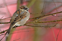 Huismus; House sparrow; Passer domesticus