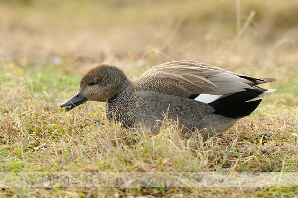 Krakeend; Gadwall; Anas strepera;