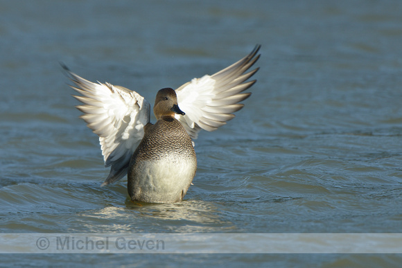 Krakeend; Gadwall; Anas strepera;