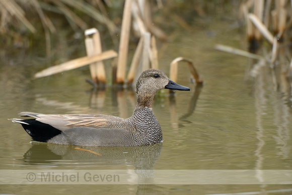 Krakeend; Gadwall; Anas strepera;