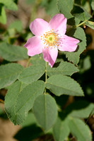 Bottelroos - Downy-rose - Rosa villosa