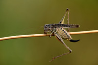 Oostelijke Duinsabelsprinkhaan - Eastern Grey Bush-cricket - Platycleis grisea