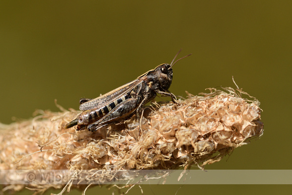 Cottische tandsprinkhaan; Cottian Toothed Grasshopper; Stenobothrus cotticus