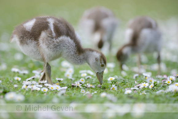 Nijlgans; Egyptian Goose; Alopochen aegyptiaca