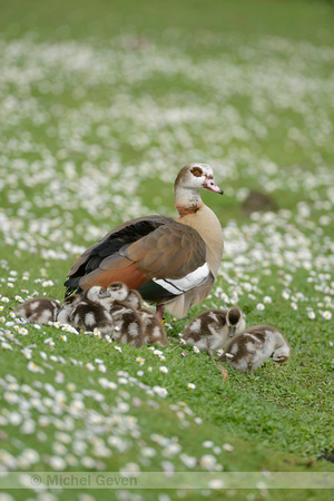 Nijlgans; Egyptian Goose; Alopochen aegyptiaca