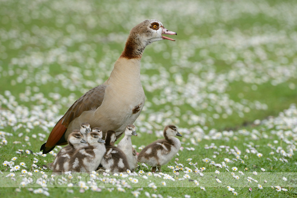 Nijlgans; Egyptian Goose; Alopochen aegyptiaca