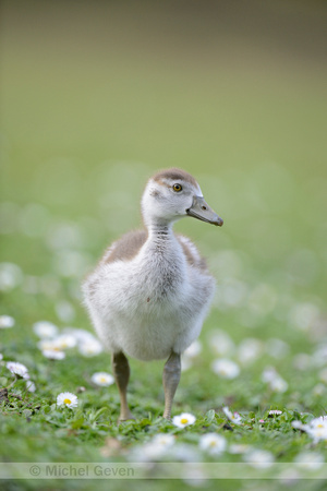 Nijlgans; Egyptian Goose; Alopochen aegyptiaca