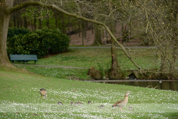 Nijlgans; Egyptian Goose; Alopochen aegyptiaca