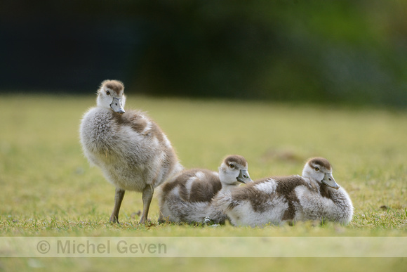 Nijlgans; Egyptian Goose; Alopochen aegyptiaca