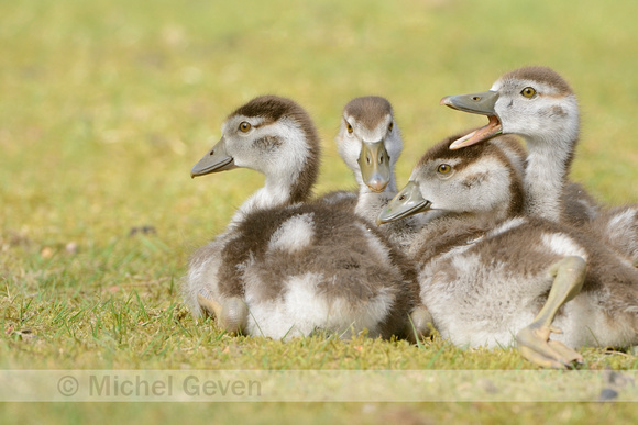 Nijlgans; Egyptian Goose; Alopochen aegyptiaca