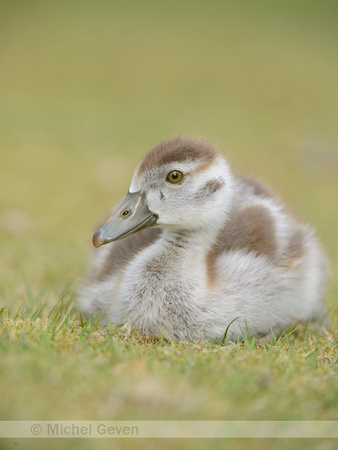 Nijlgans; Egyptian Goose; Alopochen aegyptiaca