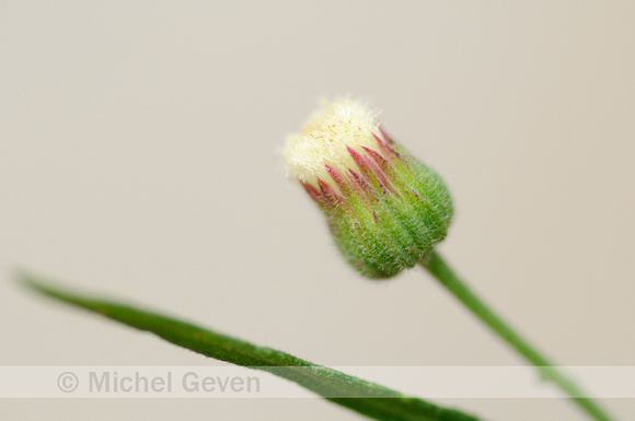 Gevlamde Fijnstraal; Argentine Fleabane; Conyza bonariensis;