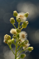 Gevlamde fijnstraal; Hairy Fleabane; Conyza bonariensis