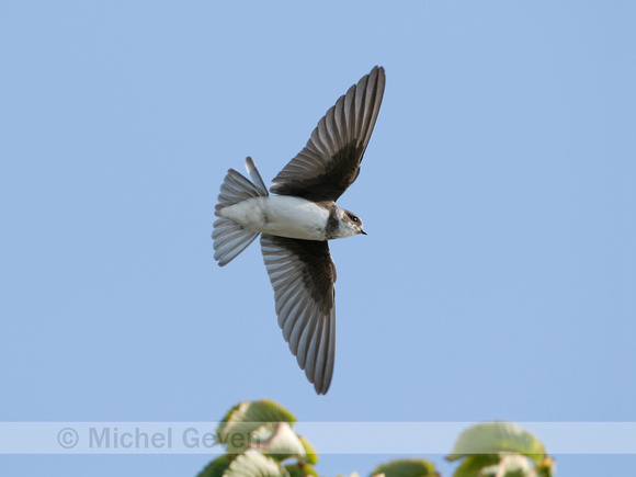 Oeverzwaluw; Sand Martin; Riparia riparia