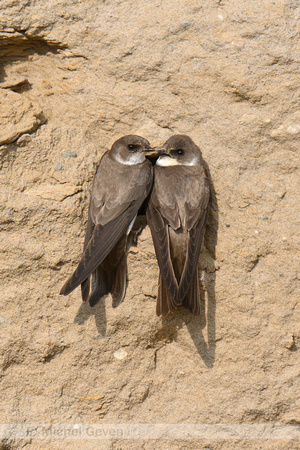 Oeverzwaluw; Sand Martin; Riparia riparia