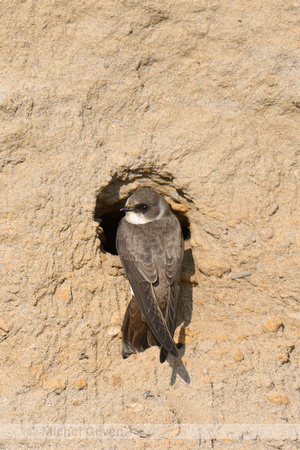 Oeverzwaluw; Sand Martin; Riparia riparia