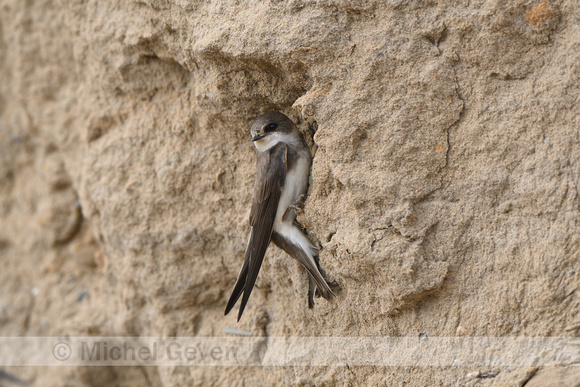 Oeverzwaluw; Sand Martin; Riparia riparia