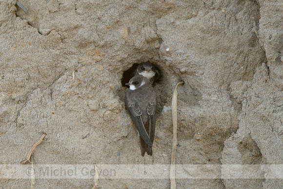 Oeverzwaluw; Sand Martin; Riparia riparia