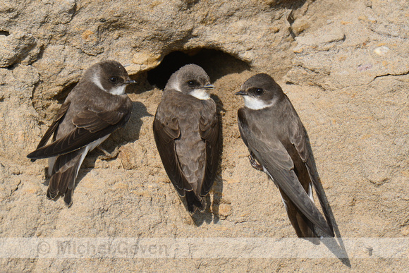 Oeverzwaluw; Sand Martin; Riparia riparia