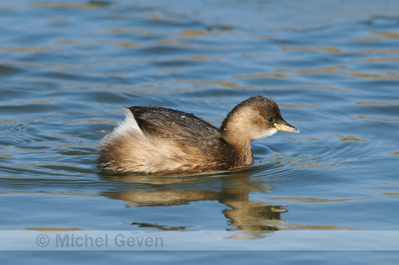 Dodaars; Little Grebe; Tachybaptus ruficollis