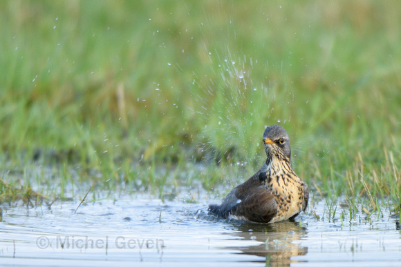 Kramsvogel; Fieldfare; Turdus pilaris