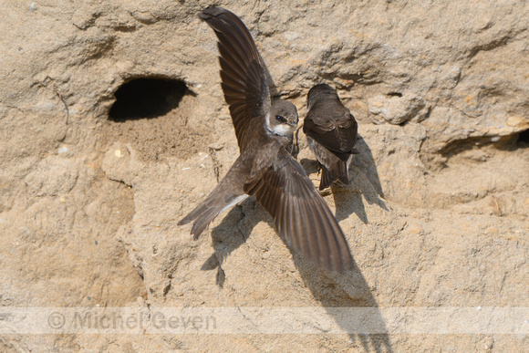 Oeverzwaluw; Sand Martin; Riparia riparia