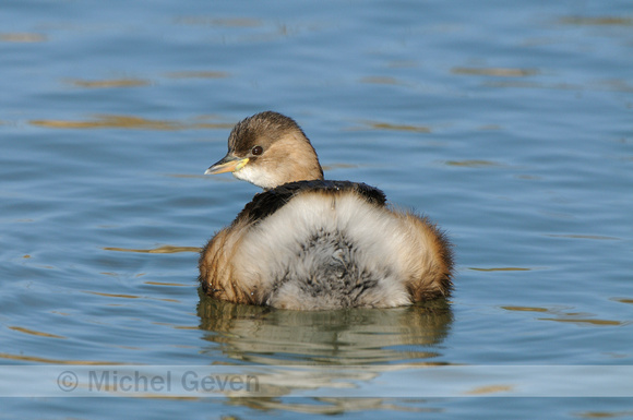 Dodaars; Little Grebe; Tachybaptus ruficollis