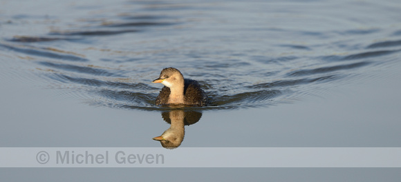 Dodaars; Little Grebe; Tachybaptus ruficollis;