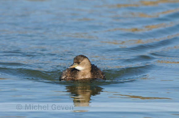 Dodaars; Little Grebe; Tachybaptus ruficollis