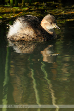 Dodaars; Little Grebe; Tachybaptus ruficollis