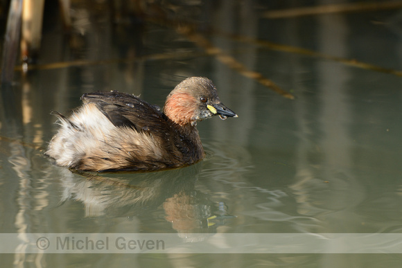 Dodaars; Little Grebe; Tachybaptus ruficollis;