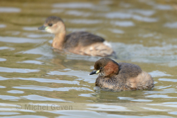 Dodaars; Little Grebe; Tachybaptus ruficollis;