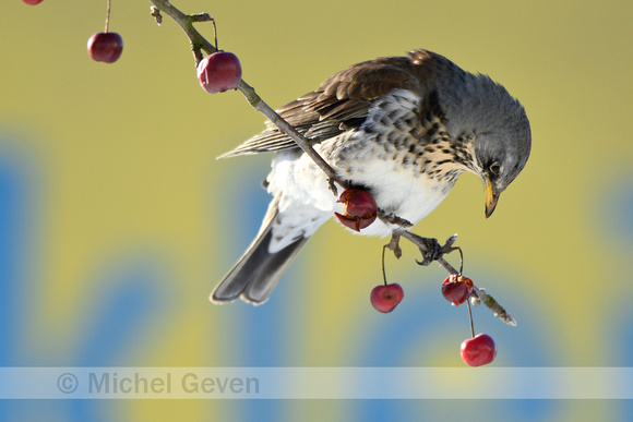 Kramsvogel; Fieldfare; Turdus pilaris