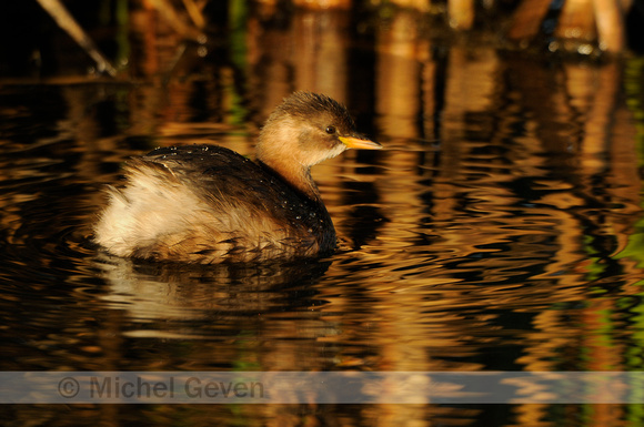 Dodaars; Little Grebe; Tachybaptus ruficollis