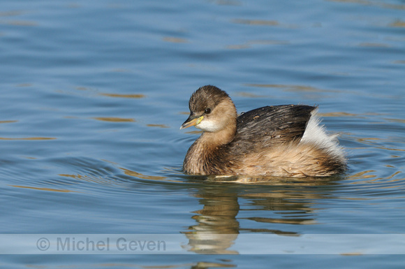 Dodaars; Little Grebe; Tachybaptus ruficollis