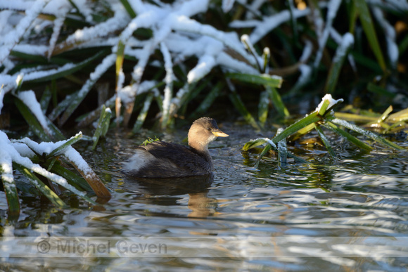 Dodaars; Little Grebe; Tachybaptus ruficollis;