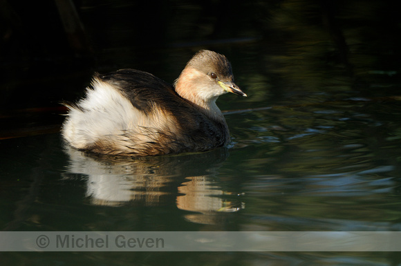 Dodaars; Little Grebe; Tachybaptus ruficollis