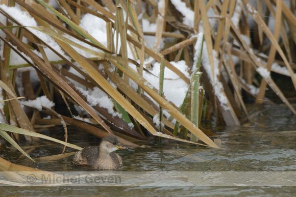 Dodaars; Little Grebe; Tachybaptus ruficollis;