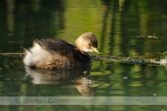 Dodaars; Little Grebe; Tachybaptus ruficollis